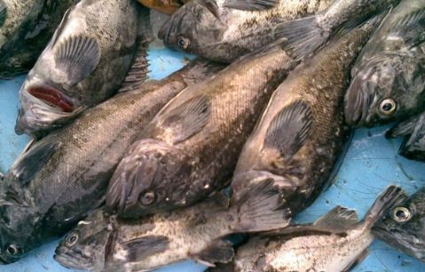长岛石斑鱼