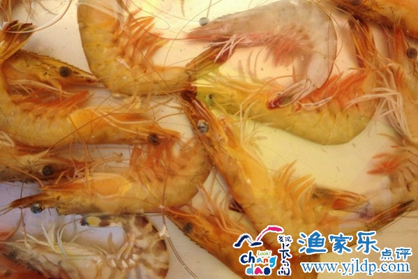 长岛特色美食渤海湾大对虾必须要尝一尝奥