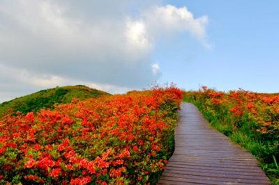 大围山杜鹃花节04