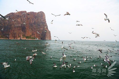 出海喂鸟吃海鲜 山东长岛让你玩到爽