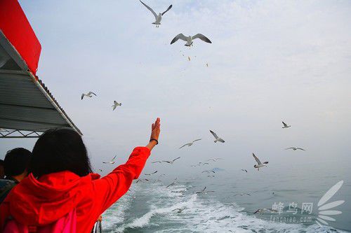 出海喂鸟吃海鲜 山东长岛让你玩到爽