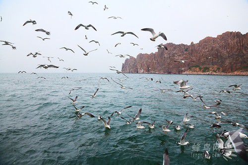 出海喂鸟吃海鲜 山东长岛让你玩到爽