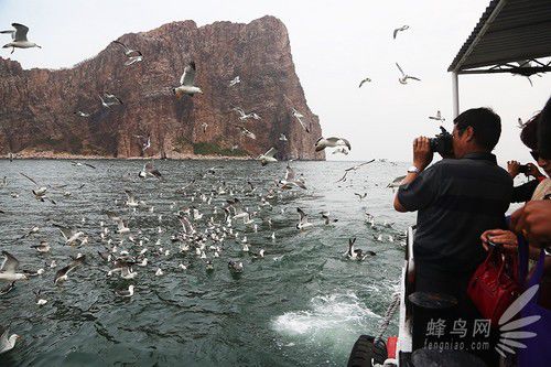 出海喂鸟吃海鲜 山东长岛让你玩到爽