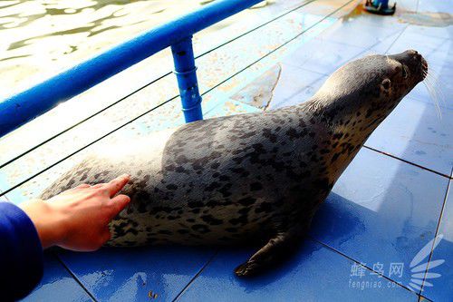 出海喂鸟吃海鲜 山东长岛让你玩到爽