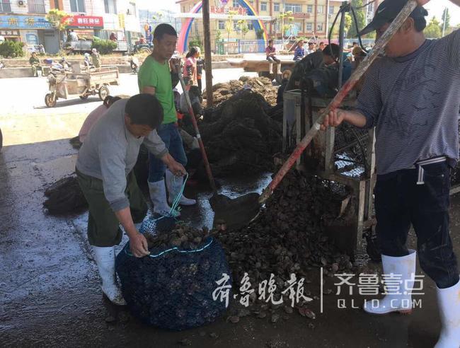 休渔人不休！长岛开始扇贝收割加工!一天加工300万斤