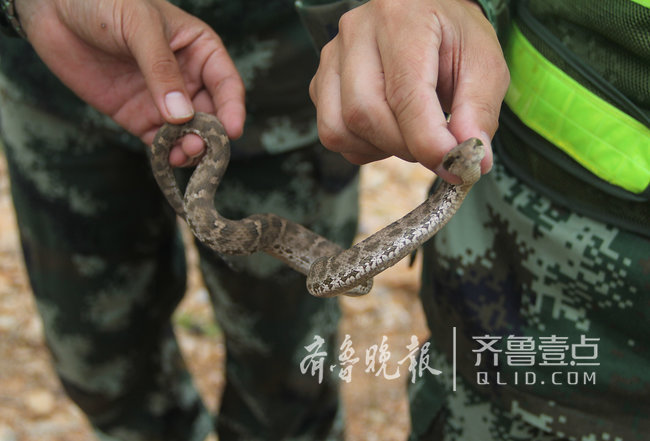 烟台这座海岛上蝮蛇成群，民警每天巡逻30公里