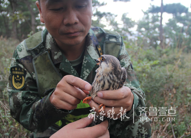烟台这座海岛上蝮蛇成群，民警每天巡逻30公里